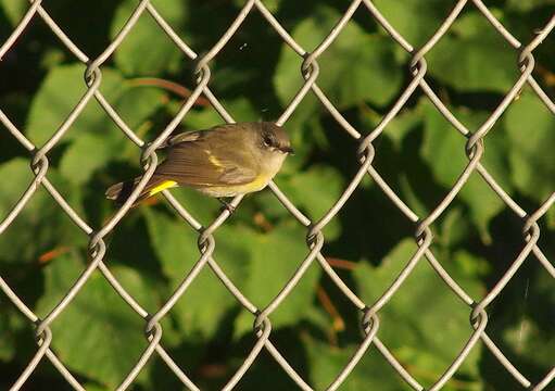 Image of American Redstart