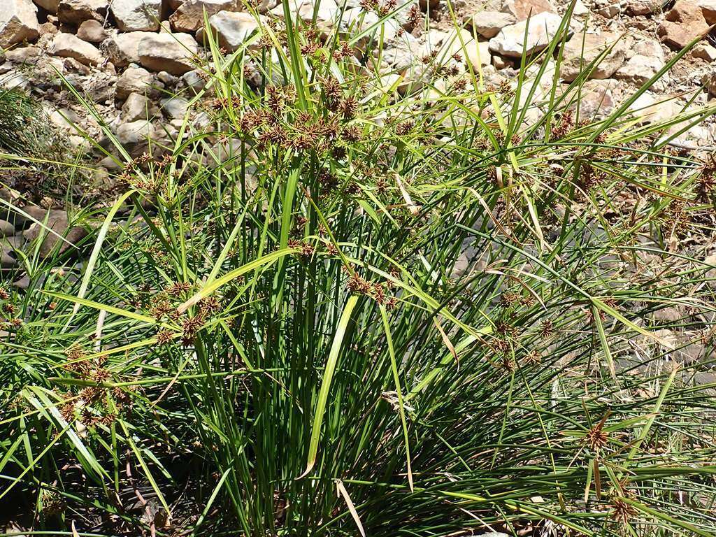 Imagem de Cyperus vaginatus R. Br.