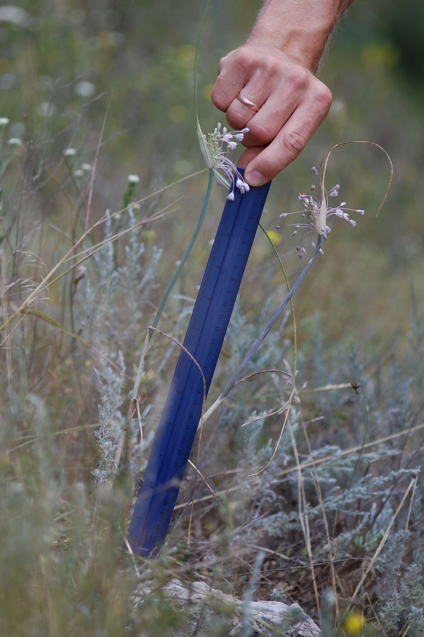 Image of Allium podolicum Blocki ex Racib. & Szafer