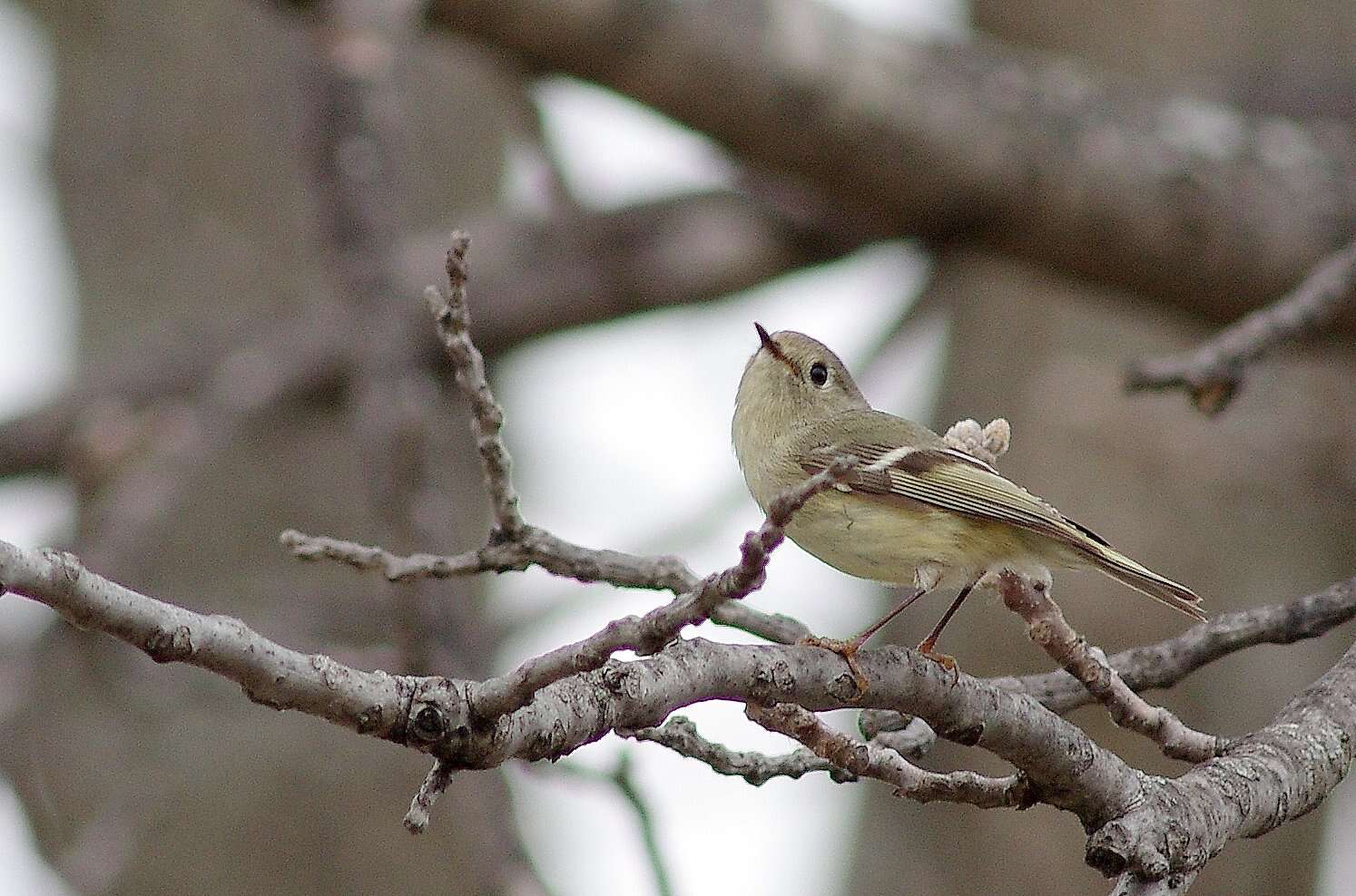 Regulidae resmi