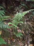 Image of Selaginella hordeiformis Bak.