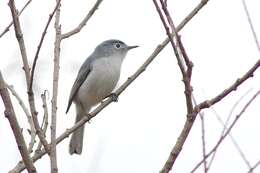 Image of gnatcatchers