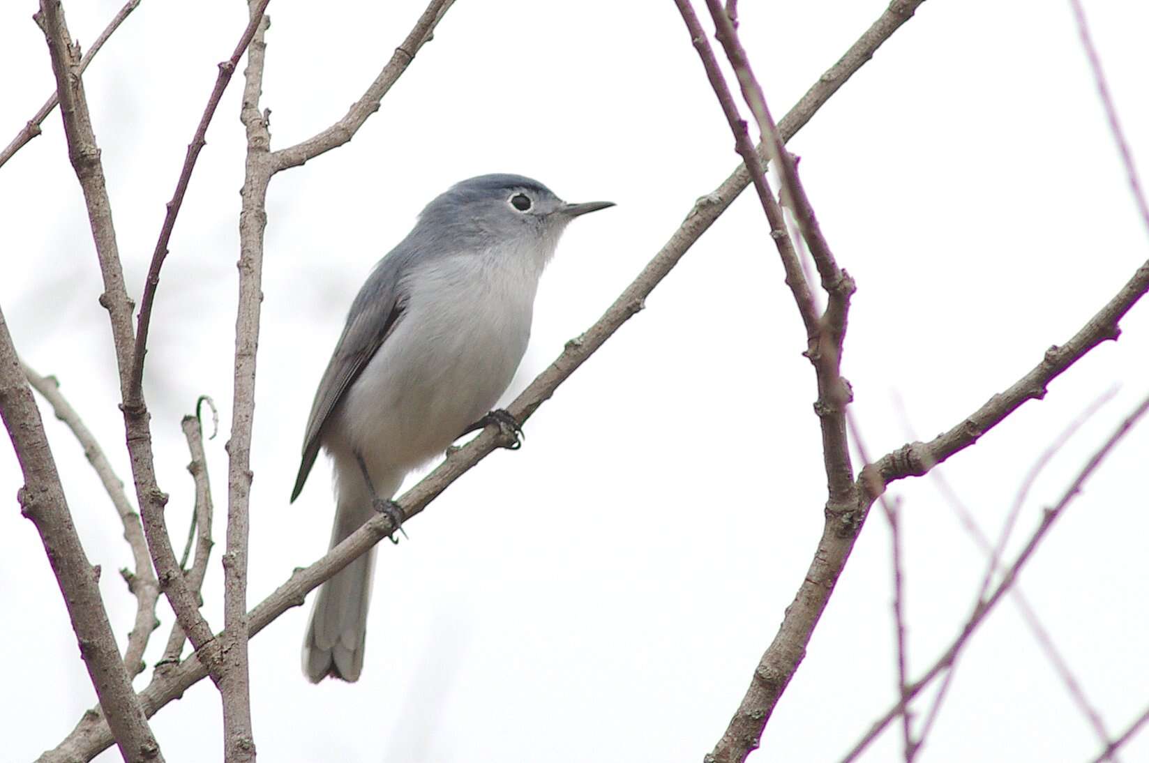 Image of gnatcatchers