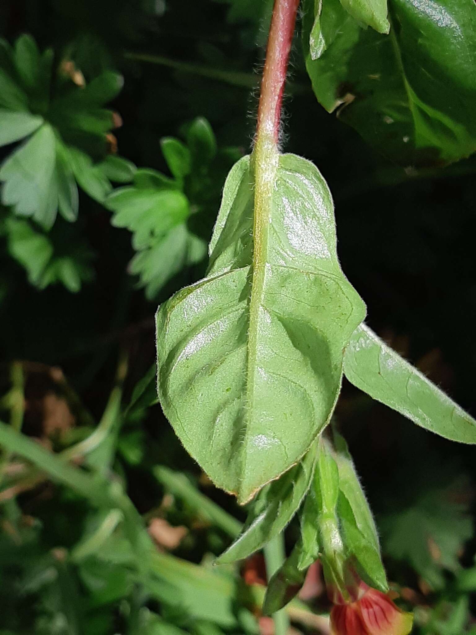 Oenothera epilobiifolia Kunth的圖片