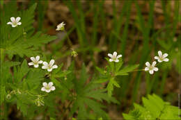 Image of Geranium pseudosibiricum J. Mayer