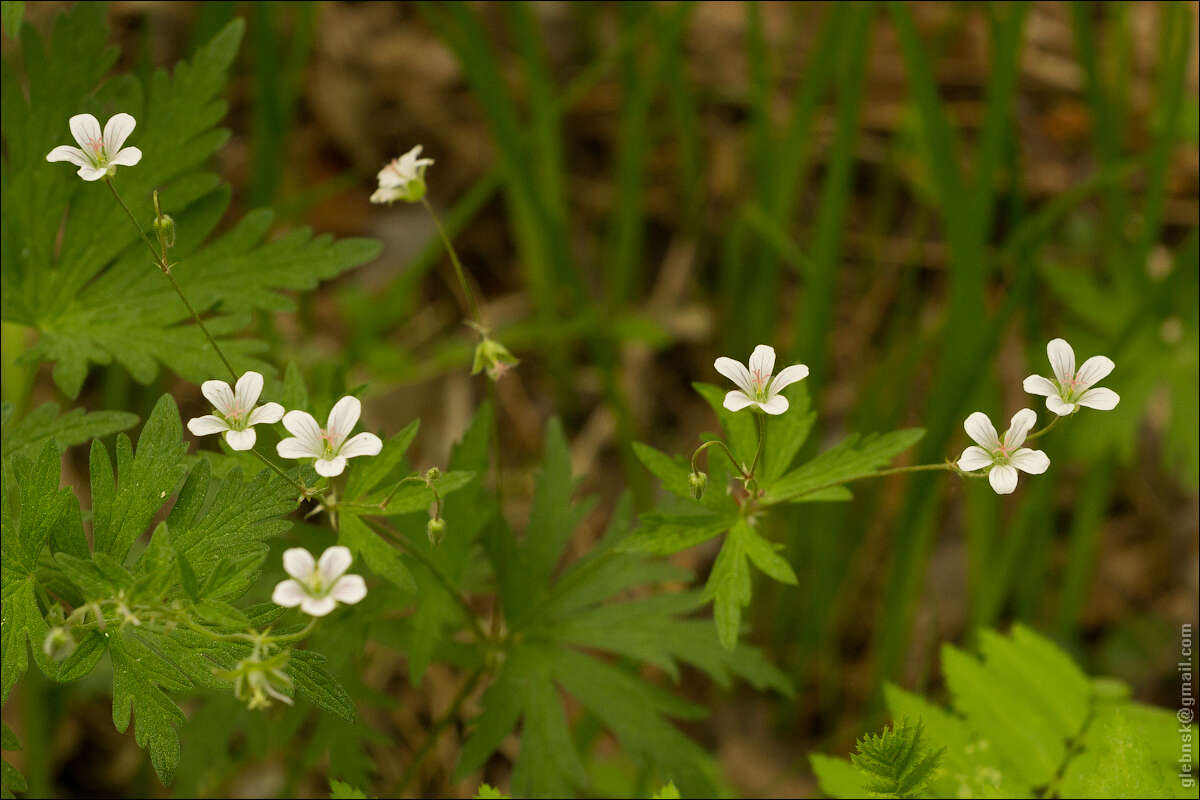 Image of Geranium pseudosibiricum J. Mayer