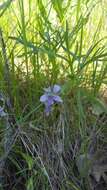 Image of prairie violet