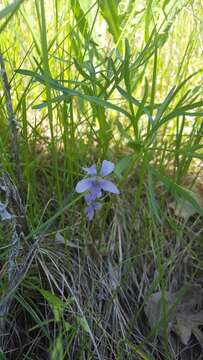 Imagem de Viola pedatifida G. Don