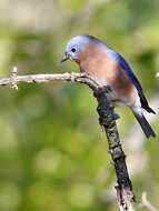 Image of Eastern Bluebird