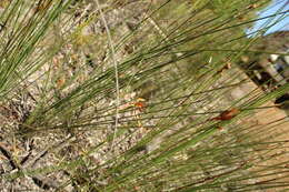 Caladenia corynephora A. S. George resmi