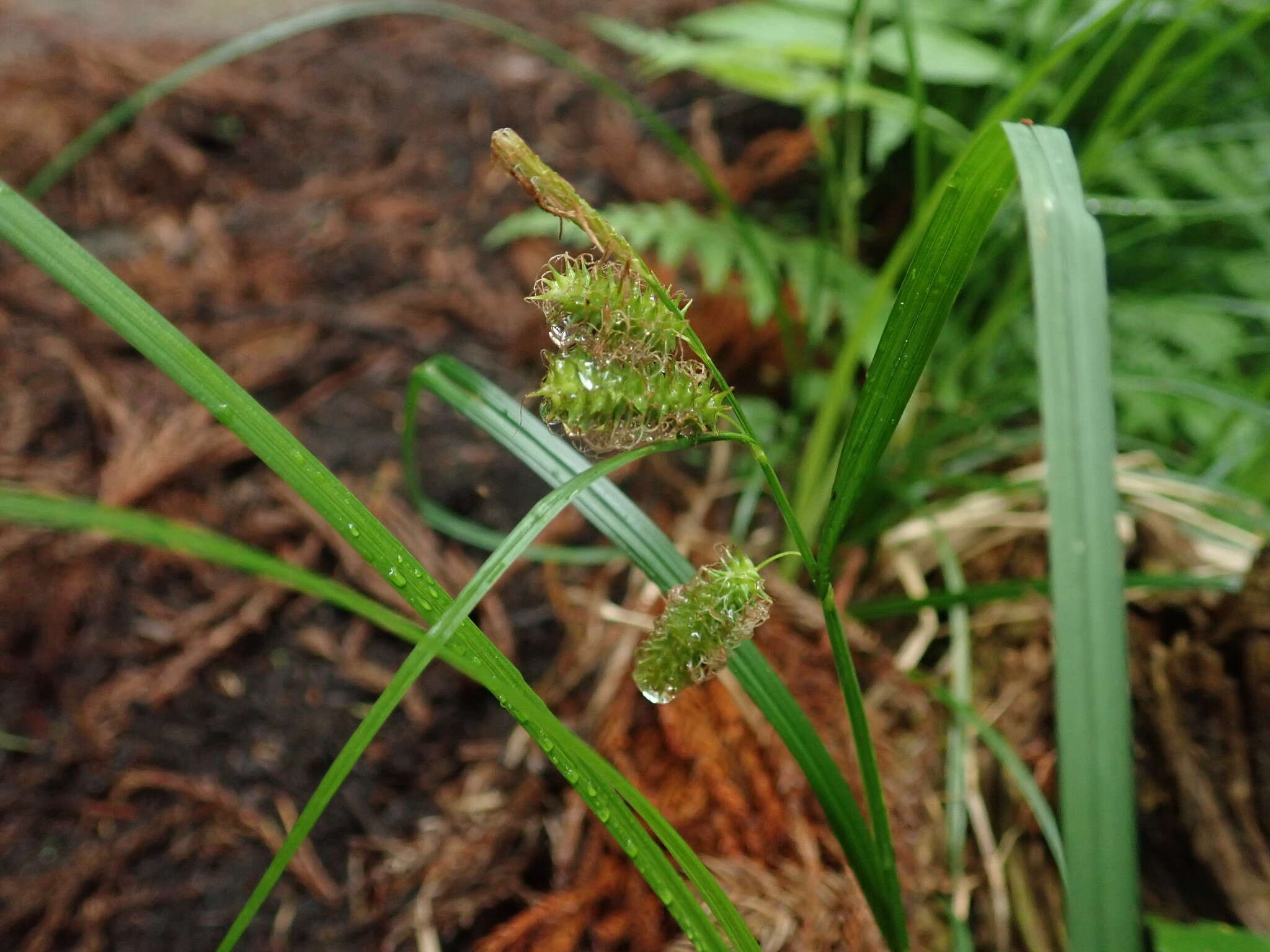 Image of Carex japonica Thunb.