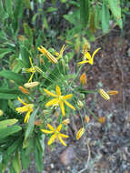 Image of common goldenstar