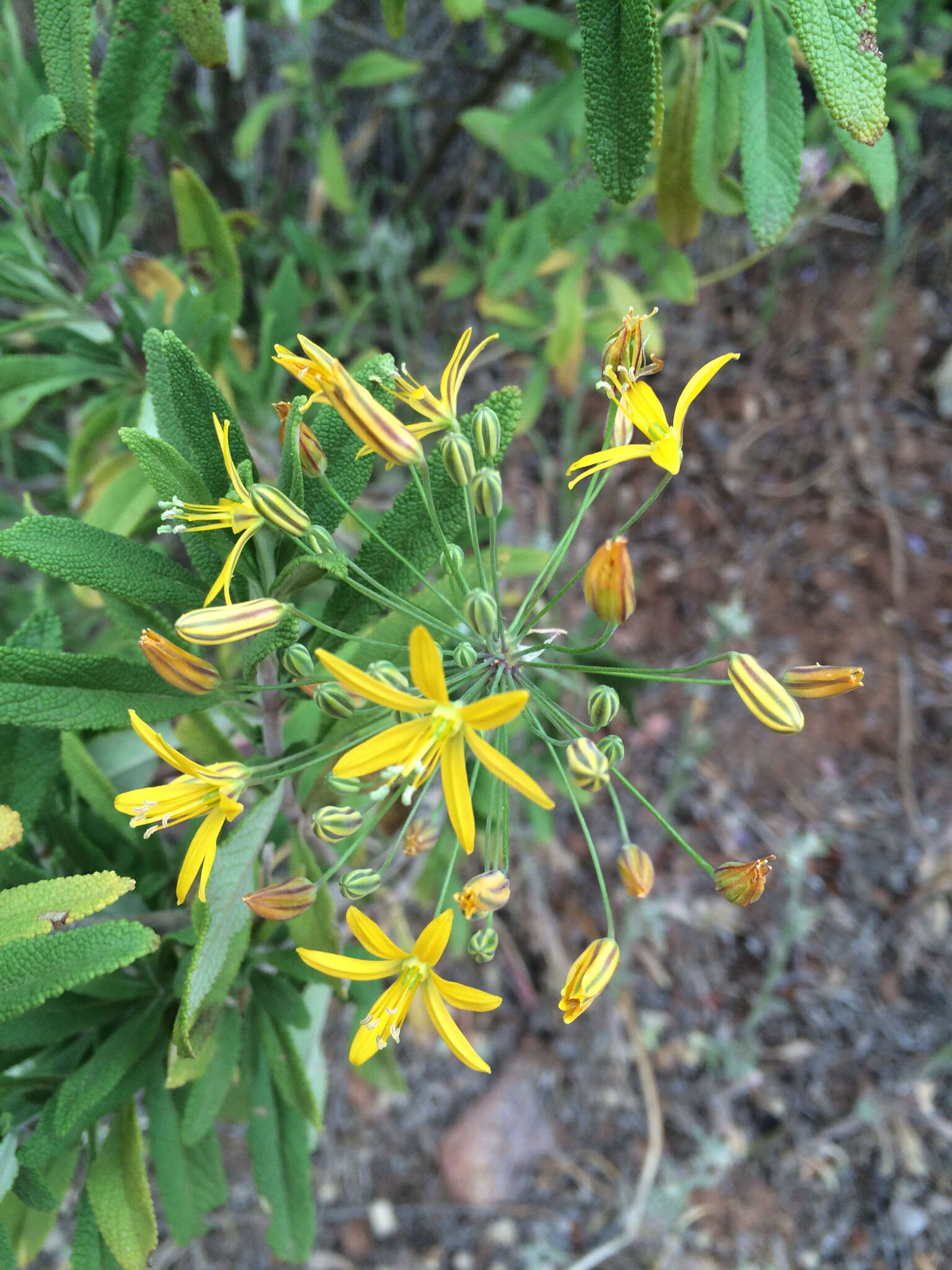 Image of common goldenstar