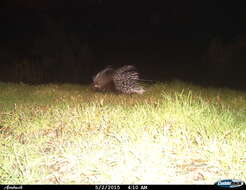 Image of Hystrix subgen. Hystrix Linnaeus 1758