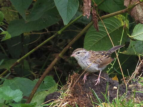 Image of Field Sparrow