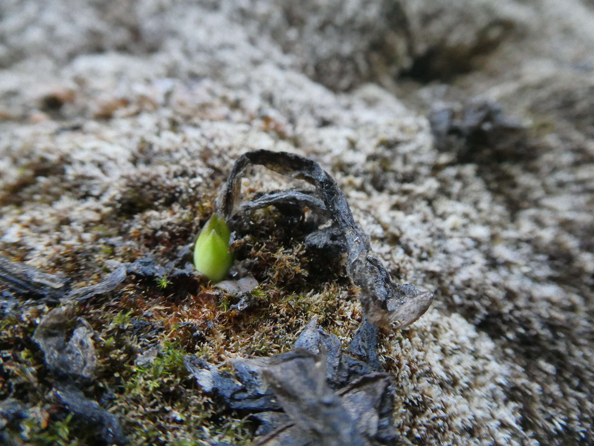 Image of Pinguicula caussensis (Casper) Roccia