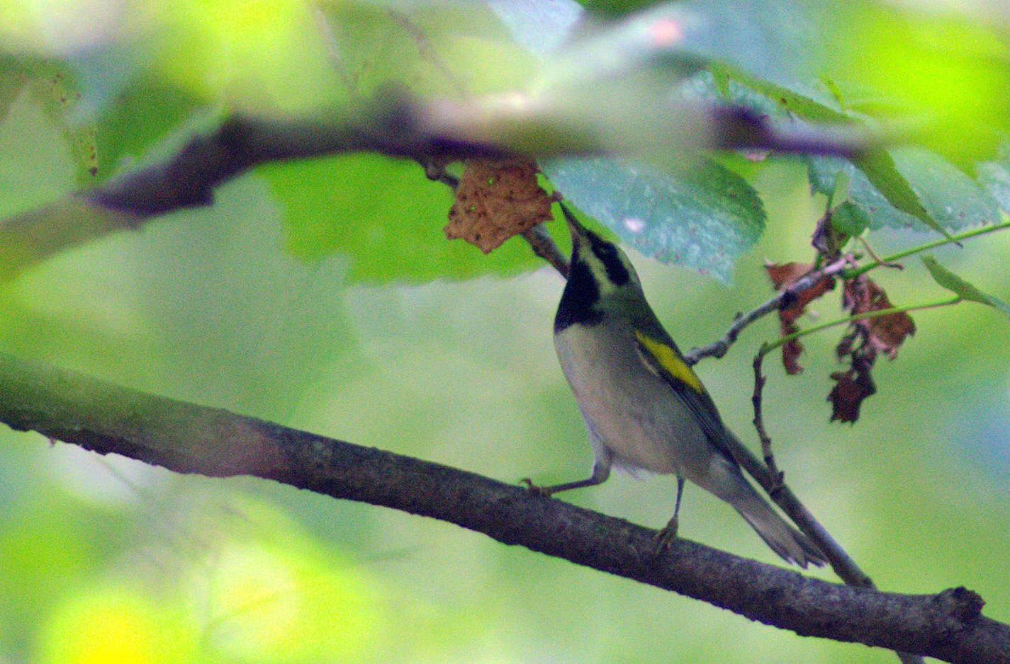 Image de Paruline à ailes dorées