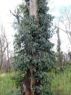 Image of Eucalyptus dalrympleana subsp. dalrympleana