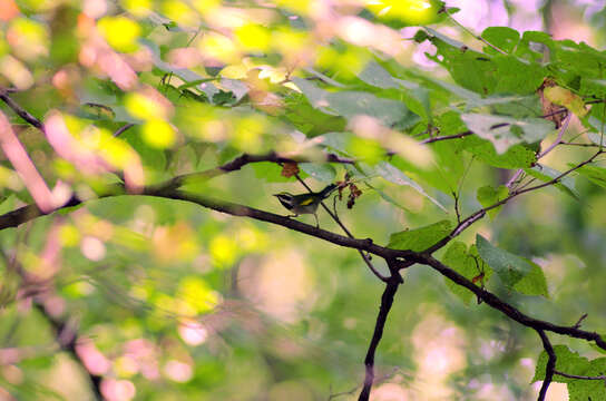 Image de Paruline à ailes dorées