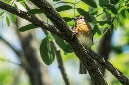 Image of Eastern Bluebird