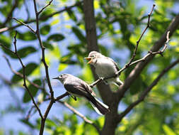 Image of gnatcatchers