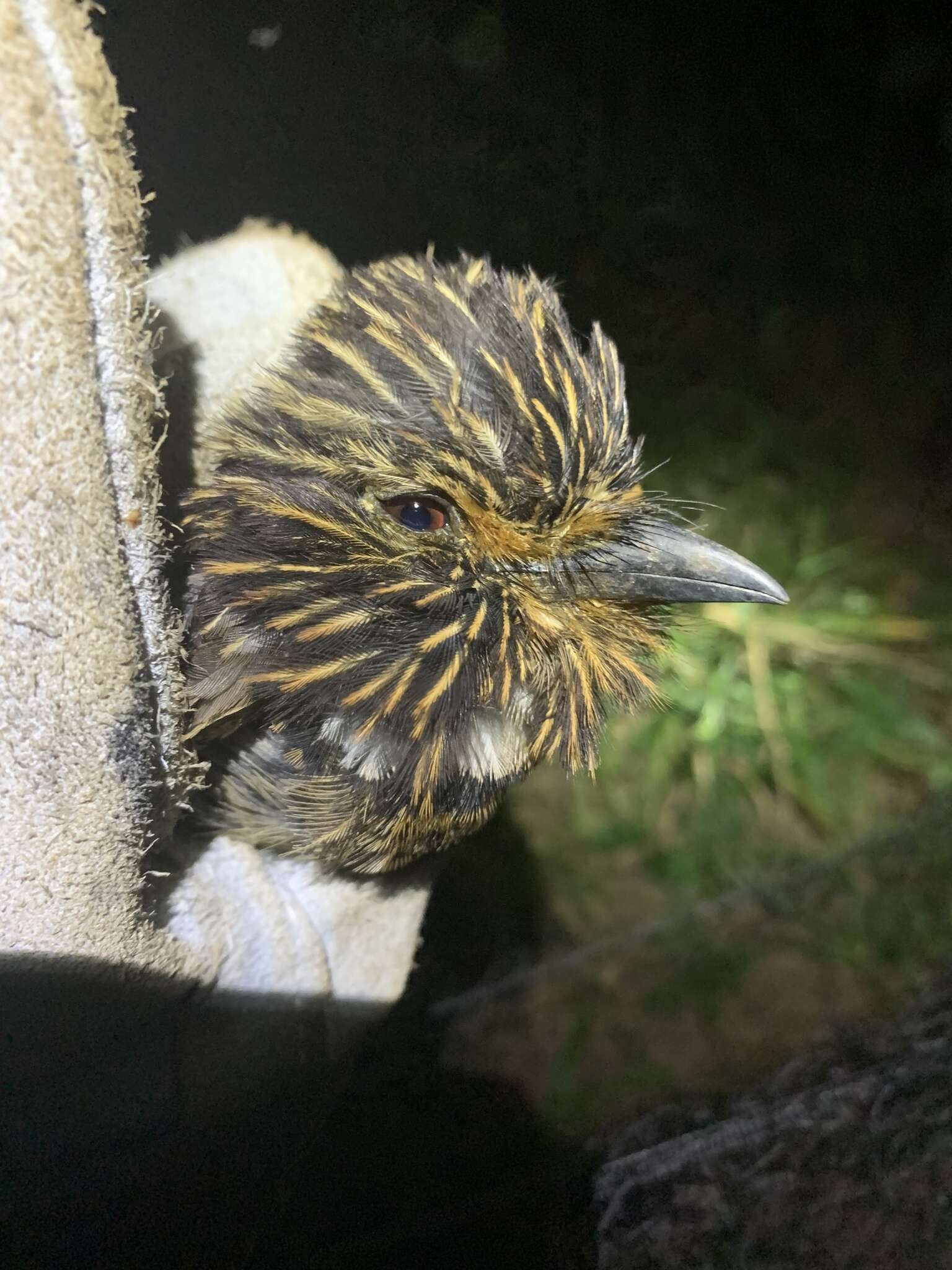 Image of Crescent-chested Puffbird