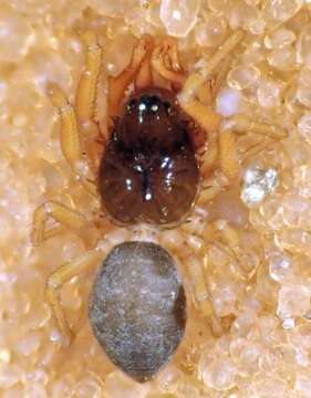 Image of Dwarf weaver