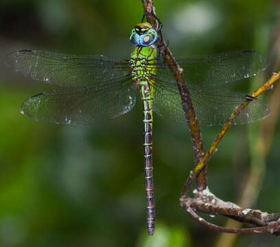 Image of Blue-faced Darner