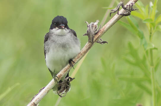 Image of Eastern Kingbird