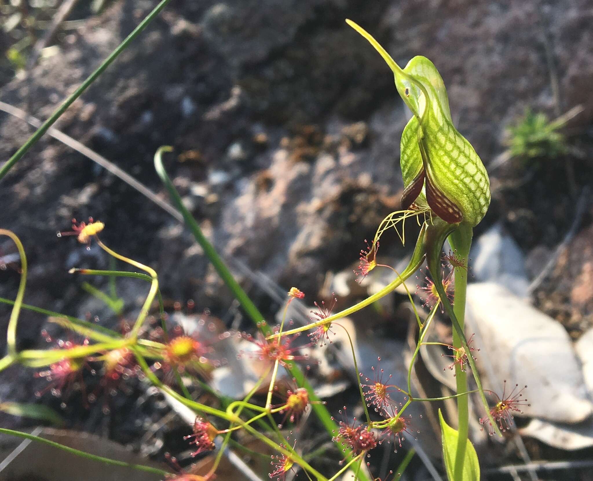 Image of Bird orchid