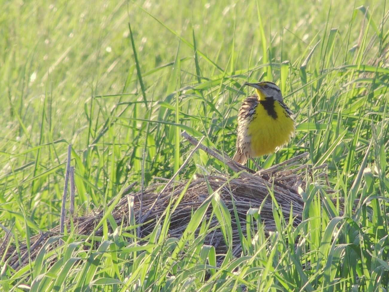 Слика од Sturnella magna (Linnaeus 1758)