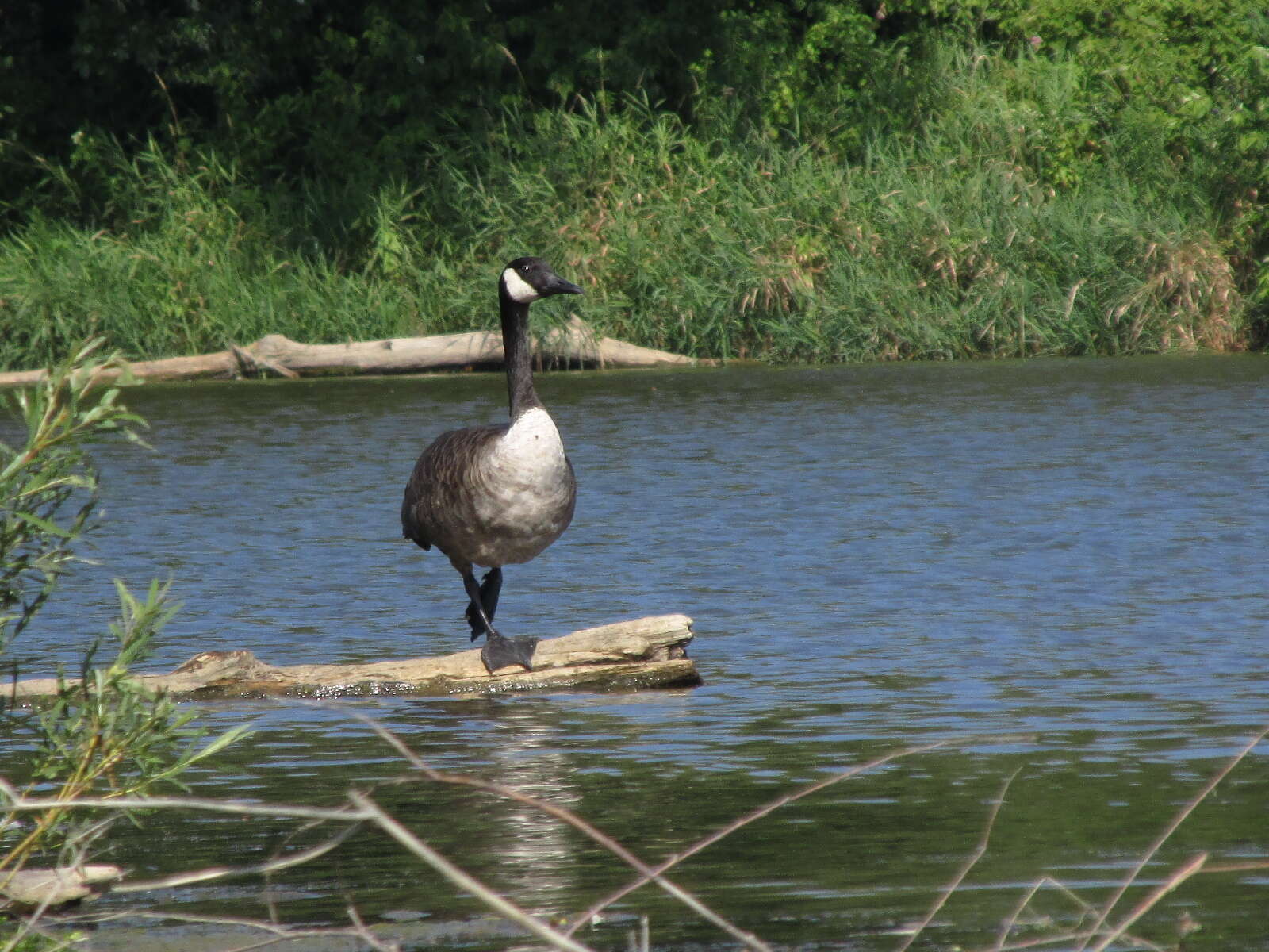 Image of Hawaiian goose