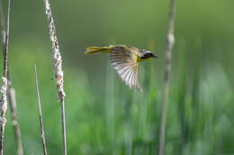 Image of Common Yellowthroat