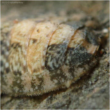 Image of keep's chiton