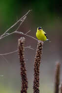 Image of American Goldfinch