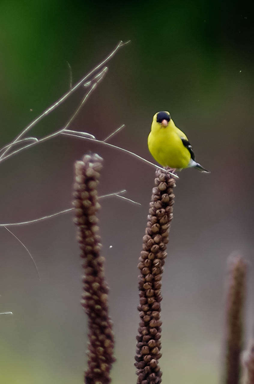 Image of American Goldfinch