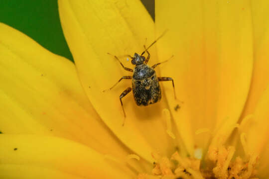 Image of Charagochilus longicornis Reuter 1885