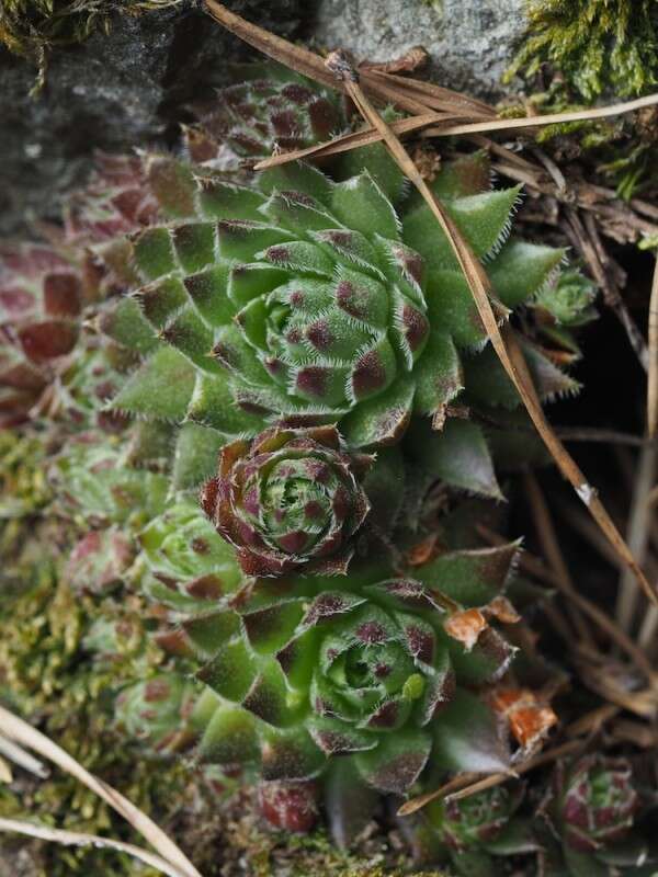 Image of Sempervivum globiferum subsp. hirtum (L.) H.