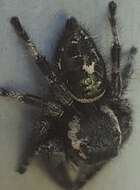 Sivun Phidippus maddisoni Edwards 2004 kuva