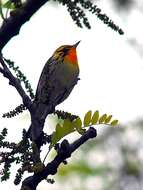 Image of Blackburnian Warbler