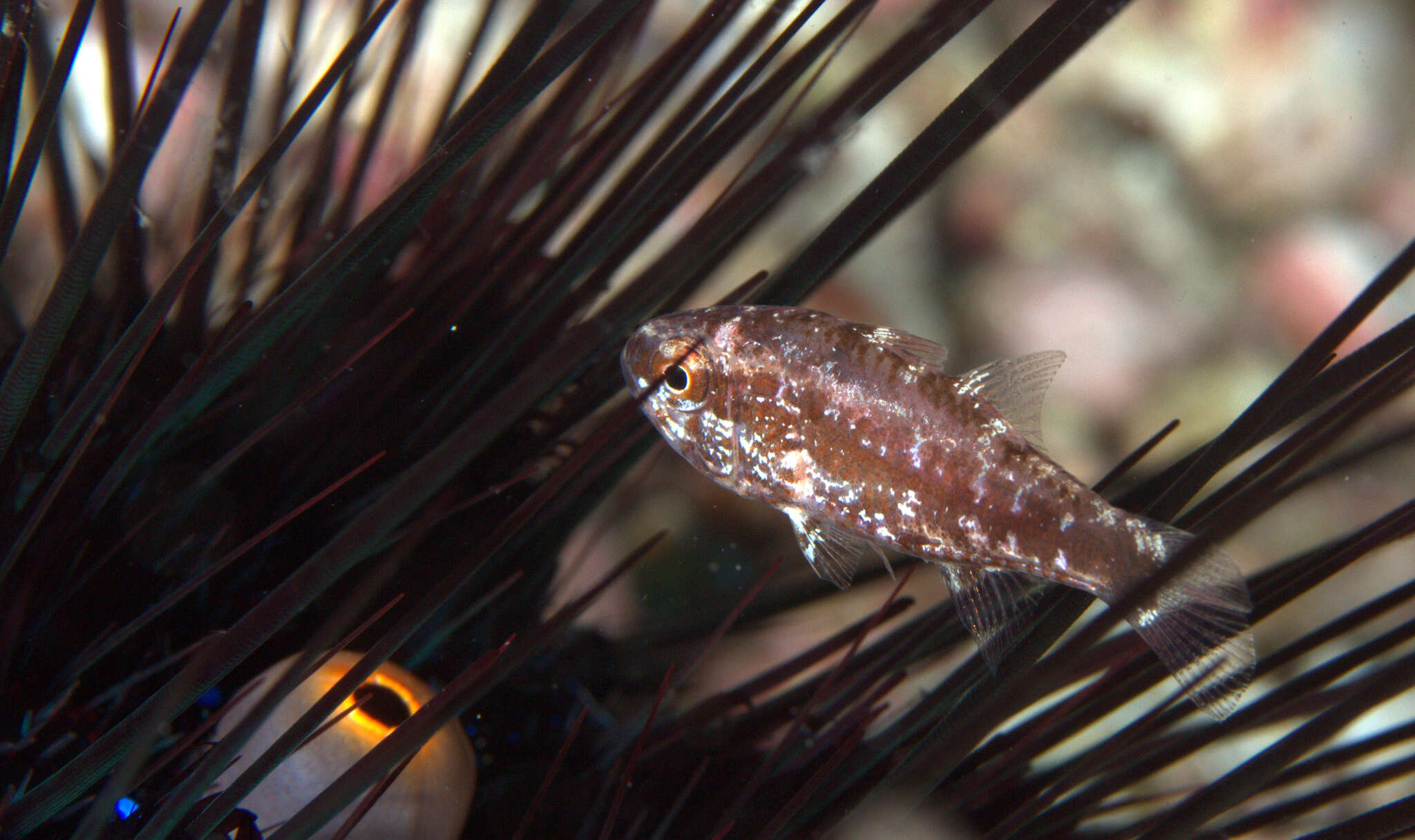 Plancia ëd Siphamia elongata Lachner 1953