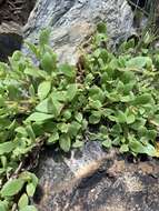 Image of Delosperma lebomboense (L. Bol.) Lavis