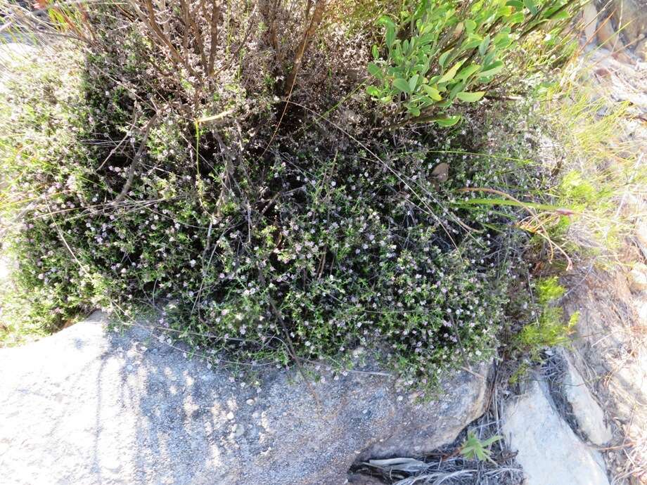 Image of Metalasia serrulata P. O. Karis
