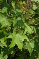 Image of Acer pictum subsp. mayrii (Schwer.) H. Ohashi