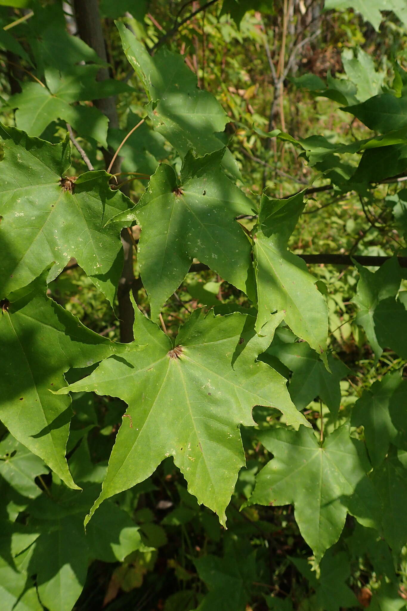 Image of Acer pictum subsp. mayrii (Schwer.) H. Ohashi
