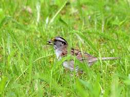 Image of White-throated Sparrow