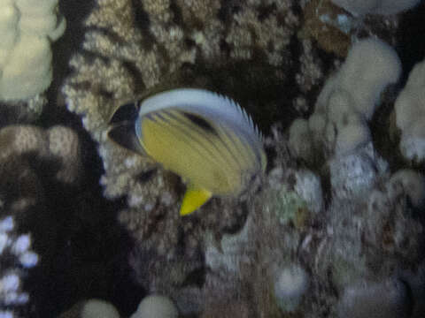 Image of Blacktail Butterflyfish