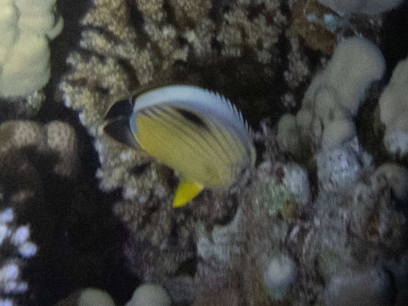 Image of Blacktail Butterflyfish