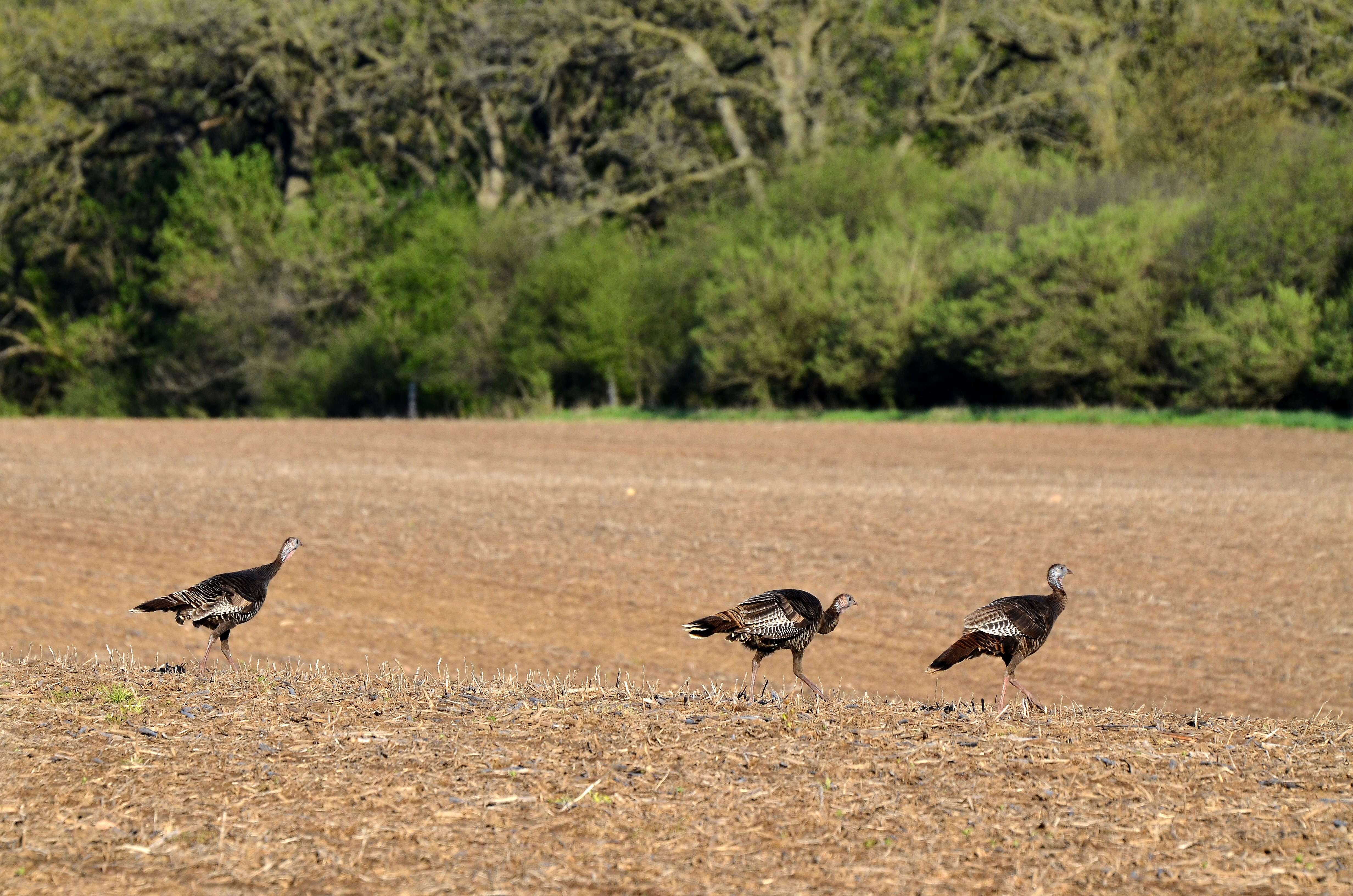 Imagem de Meleagris gallopavo Linnaeus 1758