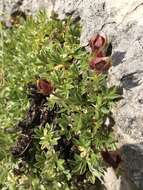 Image de Potentilla nitida L.